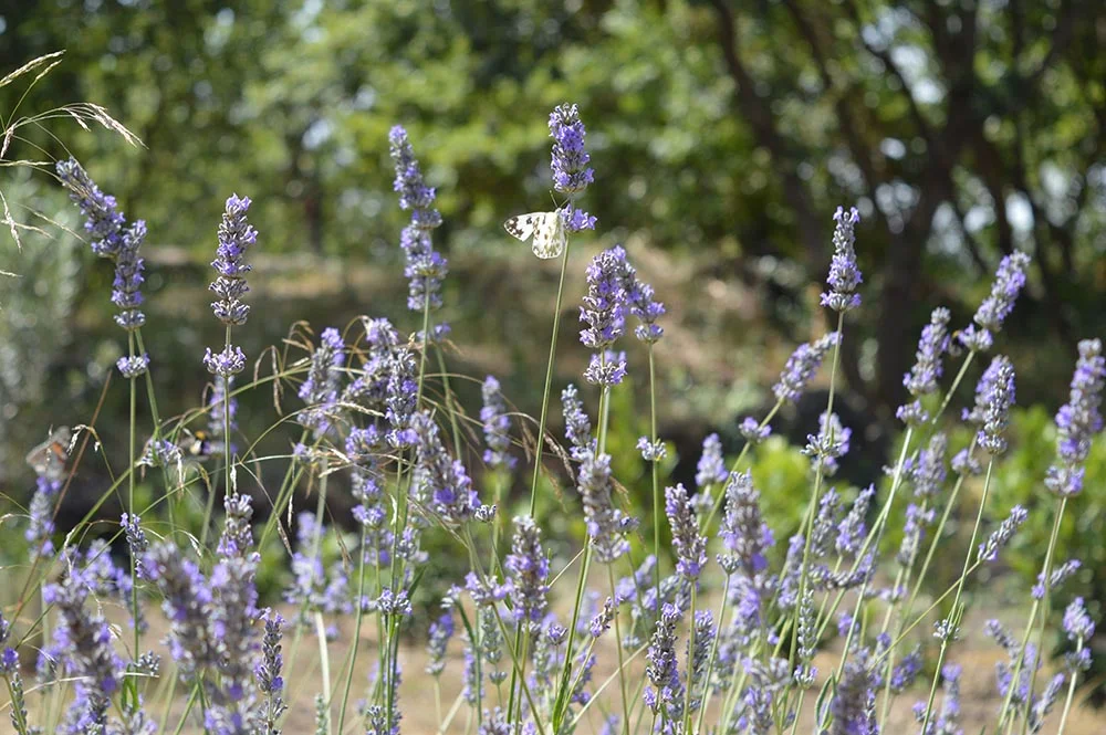 lavanda